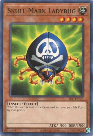 Skull-Mark Ladybug - IOC-EN079